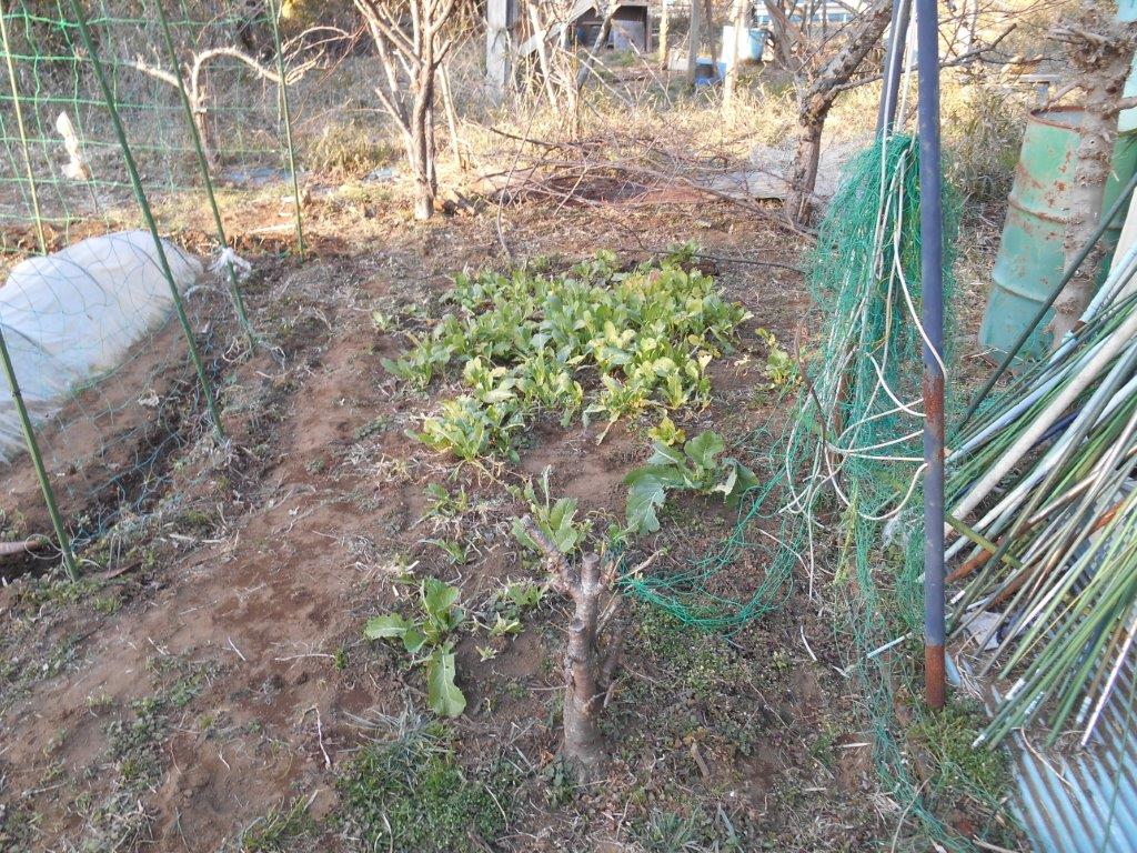 �摜�R
