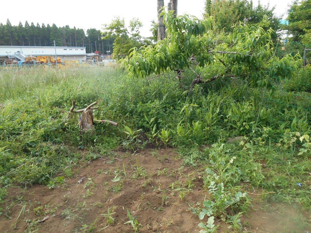 �摜�R